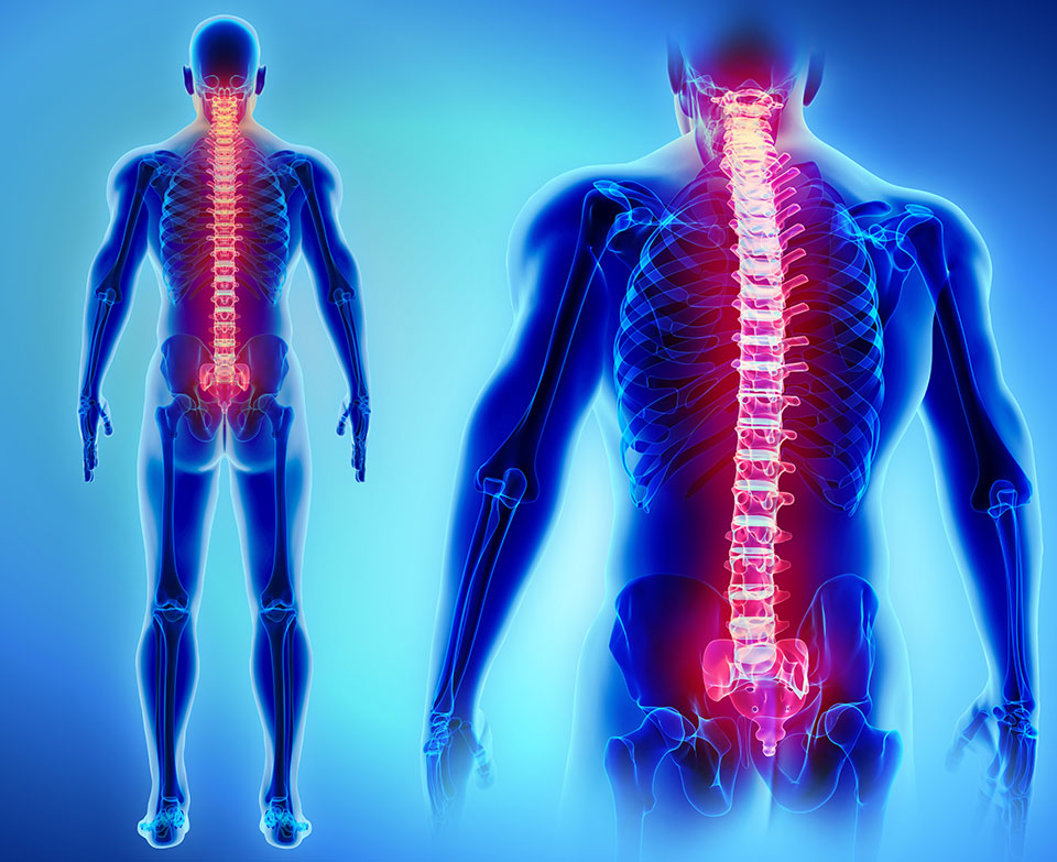 ilustração de coluna cervical destacada